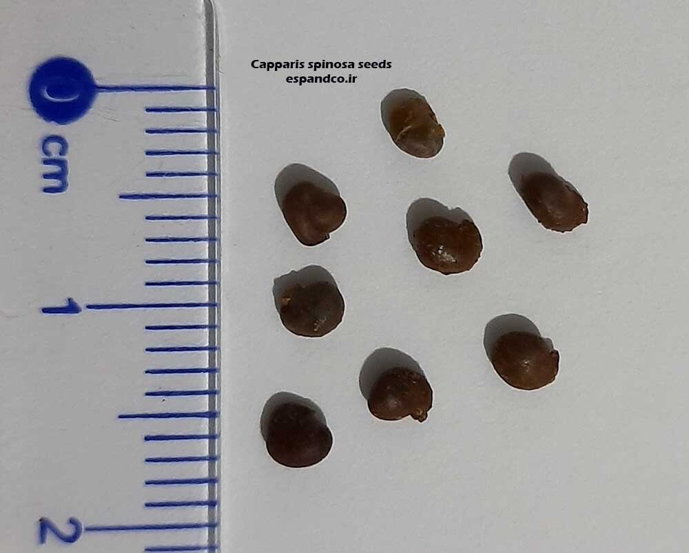  Capparis spinosa seeds 